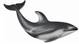 Тихоокеанский Белобокий Дельфин, M